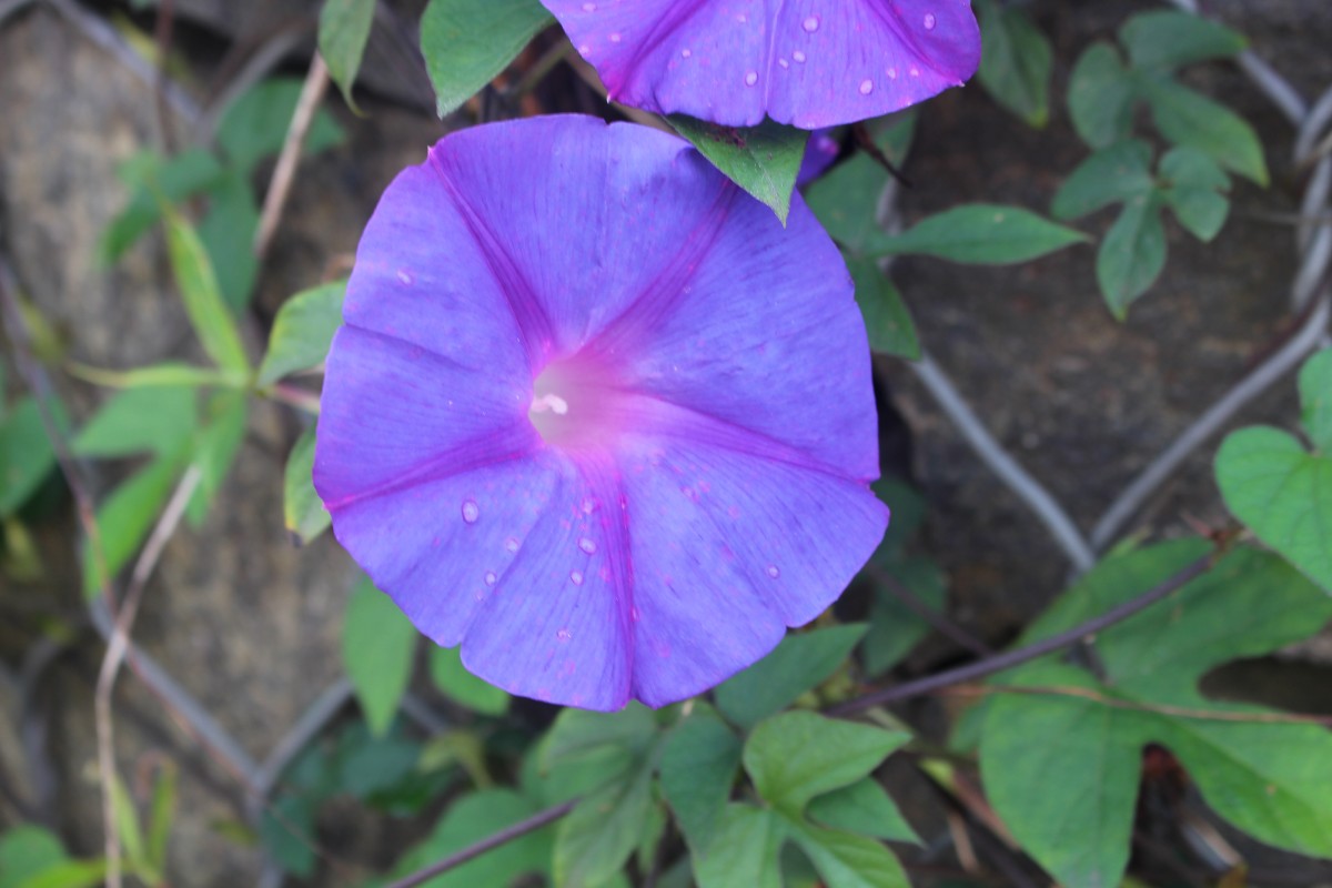 Ipomoea indica (Burm.) Merr.